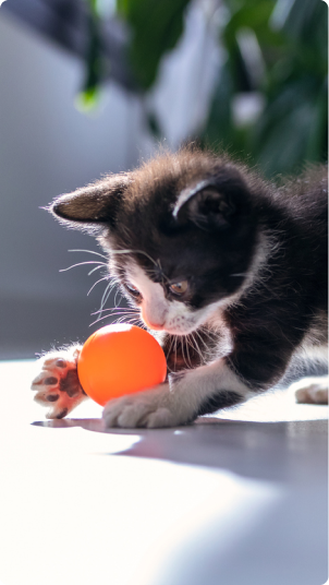 cat playing with a ball