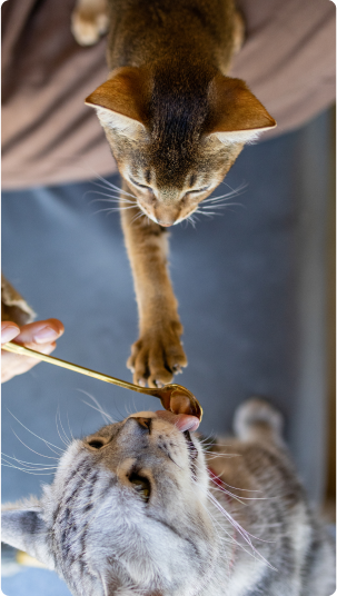 cats are being fed