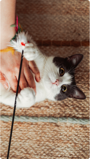 cat playing with toy