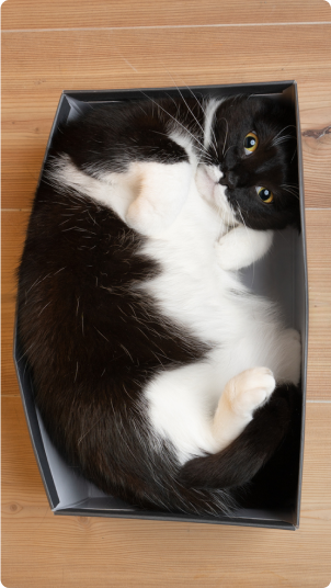 cat in a box